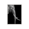 Fotodruck Elefant Tiere Posterrahmen 50x70cm Unika 0017 Verkauf