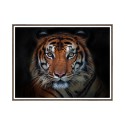 Fotoposter drucken Tier Tiger Rahmen 30x40cm Unika 0027 Verkauf