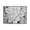 Stampa fotografia bianco nero pianta grassa cornice 30x40cm Unika 0056 Vendita