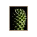 Stampa quadro fotografia pianta fiore cactus cornice 30x40cm Unika 0061 Vendita