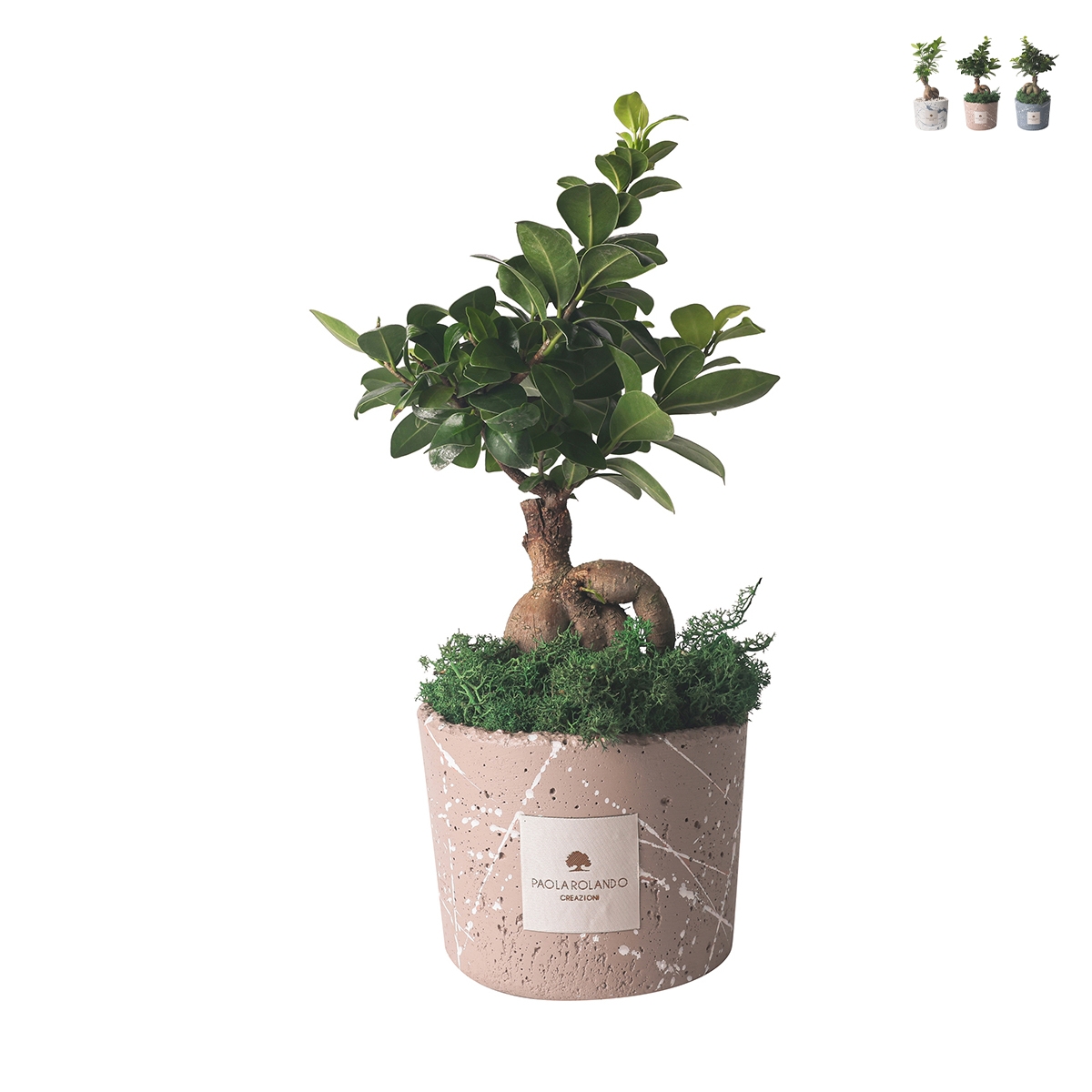 Bombonière bonsaï ficus ginseng en pot décoré Paola Rolando Simone Promotion Bombonière bonsaï ficus ginseng en pot décoré Paola Rolando Simone Promotion