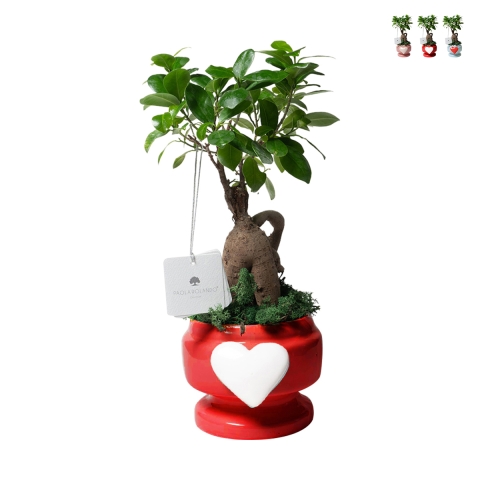 Bomboniera avec vraie plante bonsaï ficus dans un pot décoré avec cœur Eden Promotion