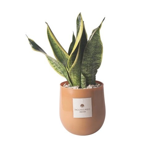 Plante Sansevieria en pot de verre pour intérieur Paola Rolando Hope Promotion