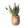 Pianta Sansevieria in vaso di vetro per interno Paola Rolando Hope Promozione