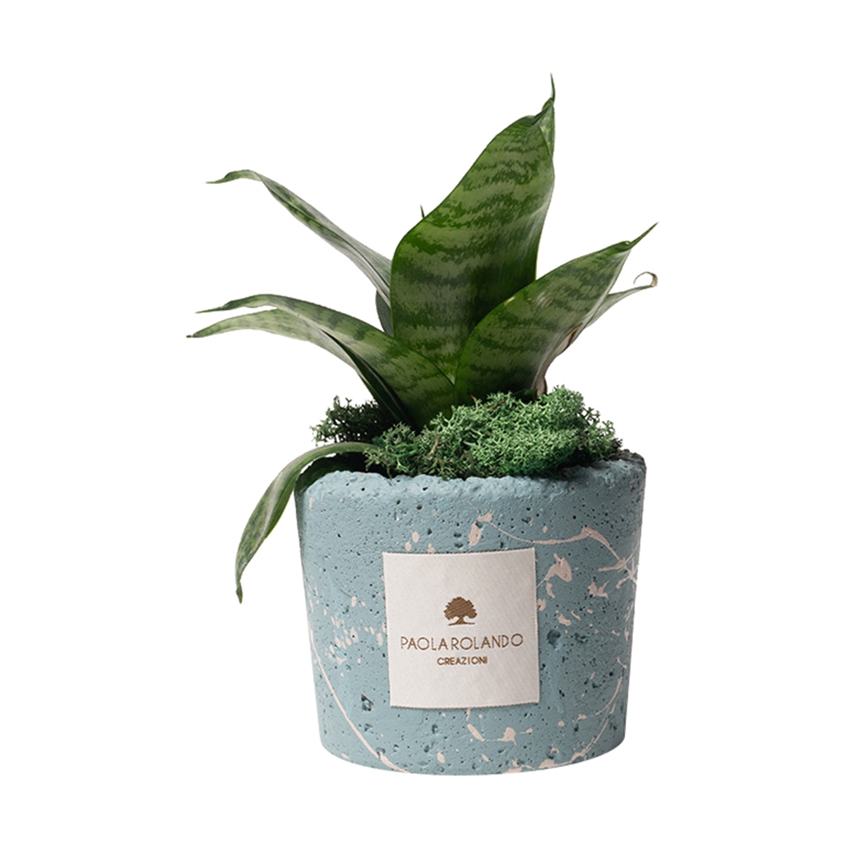 Sansevieria nana in blau gesprenkeltem dekoriertem Topf von Paola Rolando Simone Aktion Sansevieria nana in blau gesprenkeltem dekoriertem Topf von Paola Rolando Simone Aktion