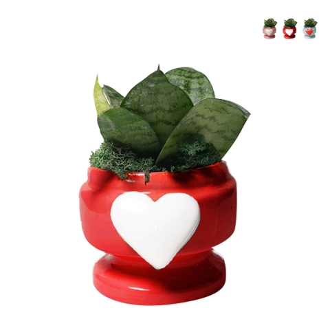 Cadeau avec plante Sansevieria nana dans un pot décoré avec cœur Eden Promotion