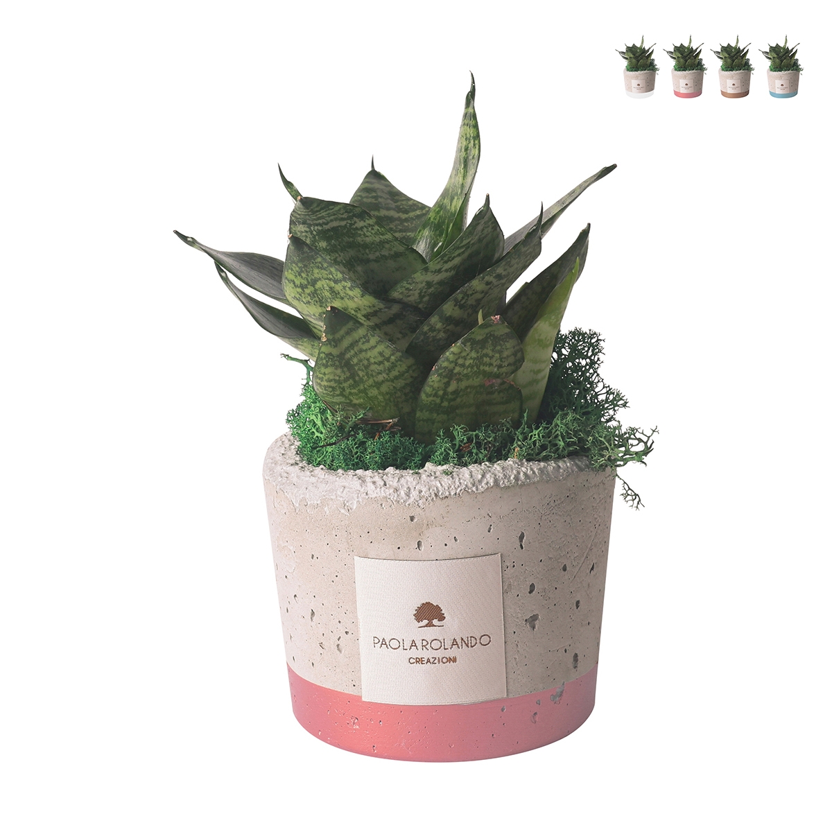 Gastgeschenk mit Sansevieria Nana in dekorativem industriellem Zementtopf Aktion Gastgeschenk mit Sansevieria Nana in dekorativem industriellem Zementtopf Aktion