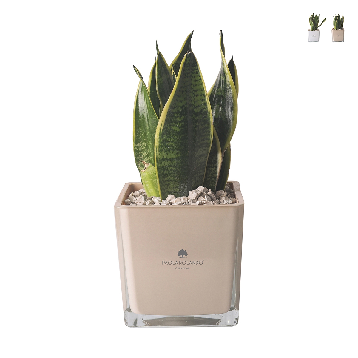 Cadeau d'invité Paola Rolando sansevieria nana en pot en verre en cube Sogno Promotion