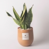Pianta Sansevieria in vaso di vetro per interno Paola Rolando Hope Vendita