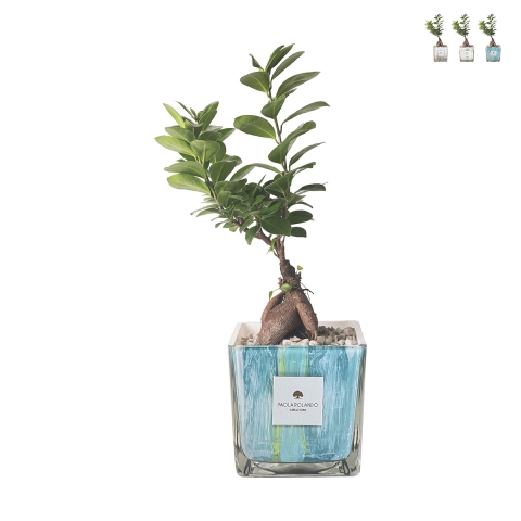 Bonsai Ficus Ginseng für drinnen im dekorierten Glasgefäß Clio Square Aktion