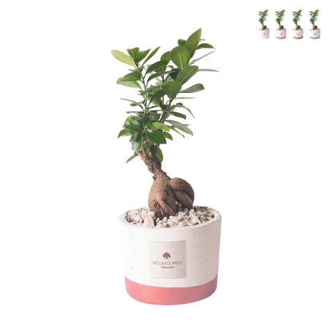 Plante Paola Rolando bonsaï ficus d'intérieur en pot en ciment Flora Promotion