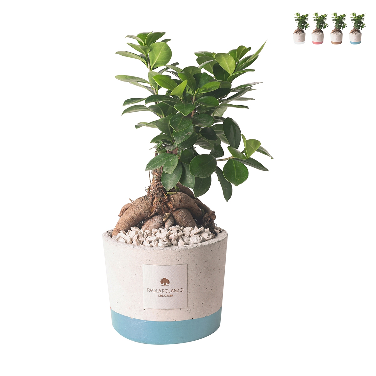 Bombonnière mariage avec bonsaï ficus ginseng en pot Industriel Promotion Bombonnière mariage avec bonsaï ficus ginseng en pot Industriel Promotion