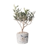 Olivo en pot décoré Paola Rolando souvenir de mariage Simone Offre