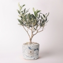 Olivo en pot décoré Paola Rolando souvenir de mariage Simone Vente