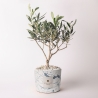 Olivo en pot décoré Paola Rolando souvenir de mariage Simone Vente