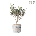 Olivo en pot décoré Paola Rolando souvenir de mariage Simone Promotion