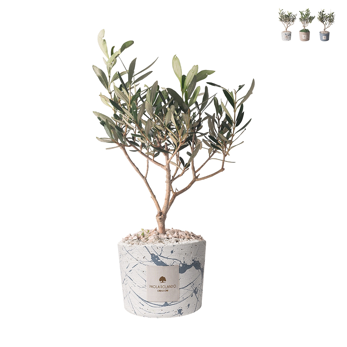 Olivo en pot décoré Paola Rolando souvenir de mariage Simone Promotion Olivo en pot décoré Paola Rolando souvenir de mariage Simone Promotion