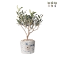Olivo en pot décoré Paola Rolando souvenir de mariage Simone Promotion