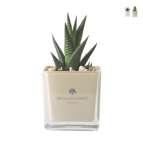 Paola Rolando plante grasse souvenir avec pot en verre cube Sogno Promotion