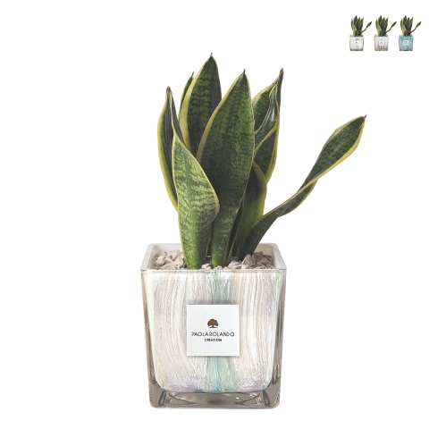 Sansevieria Paola Rolando dans un pot en verre cube décoré Clio Square Promotion