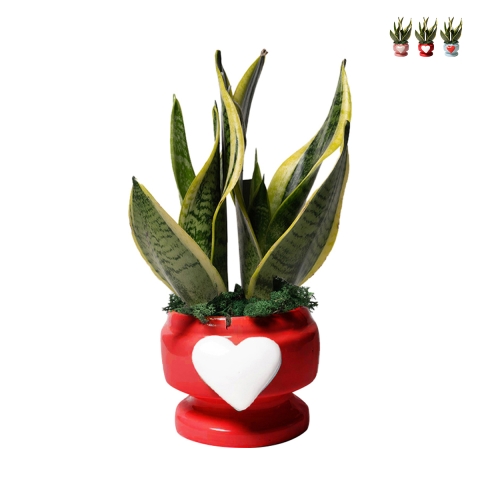 Sansevieria Bomboniera Paola Rolando in dekoriertem Topf mit Herz Eden Aktion