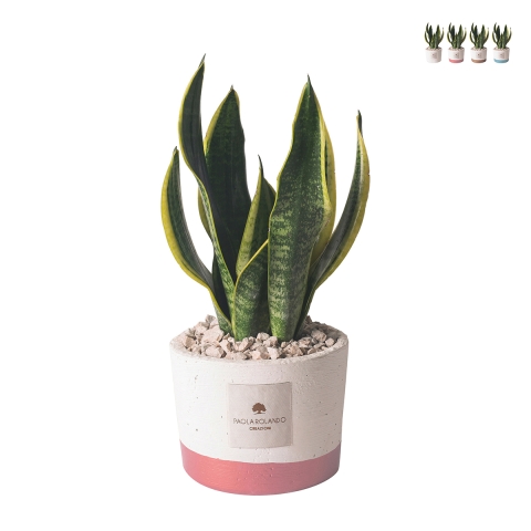 Sansevieria Pflanze für drinnen im Zementtopf Paola Rolando Flora Aktion