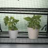 Serre de balcon pour plantes à 2 étagères avec housse de protection Lomea Catalogue