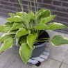 Chariot rond pour plantes en bois avec roulettes Modèle