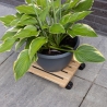 Chariot carré en bois pour plantes avec roulettes Vente