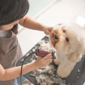 Tavolo per toelettatura cani e gatti regolabile in alluminio Canis Vendita