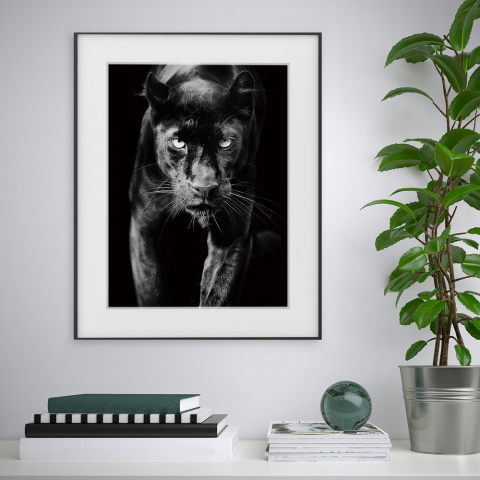 Poster Rahmen schwarz-weiß Fotografie Tiere Panther 40x50cm Variety Pardus