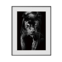Stampa quadro bianco e nero fotografia animali pantera 40x50cm Variety Pardus Vendita
