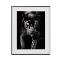 Tableau cadre noir et blanc photographie panthère 40x50cm Variety Pardus Vente