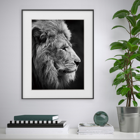 Stampa fotografia quadro bianco e nero leone animali 40x50cm Variety Aslan Promozione